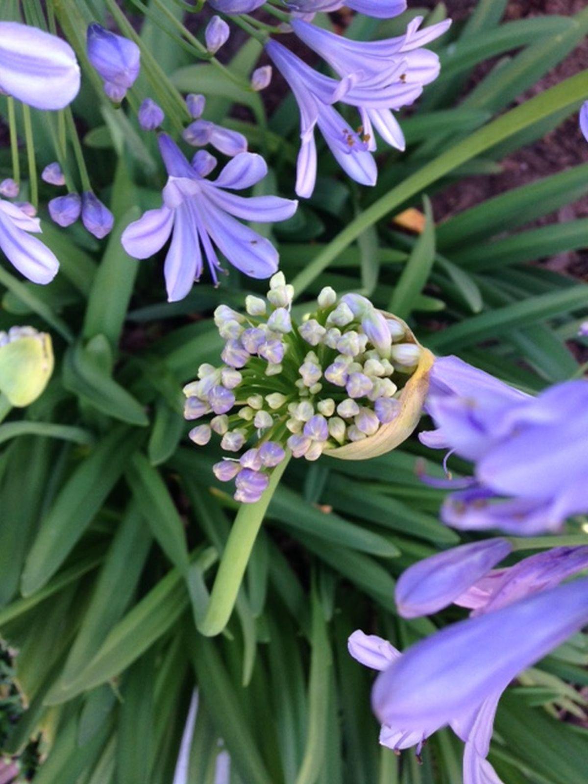 Lily Of The Nile Is Flower Love Home And Garden Lily Of The Nile Is Flower Love Home And Garden
