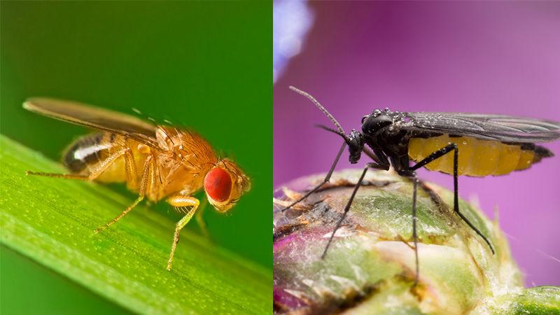 The difference between gnats and fruit flies 