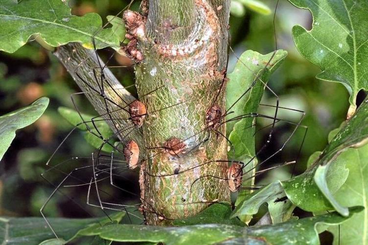 16 Fascinating Facts About Daddy Longlegs