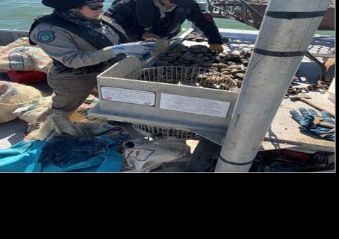wardens bays 48k oysters pounds harvested illegally warden advocate