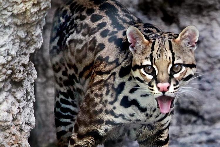 how many ocelots are left in the world today