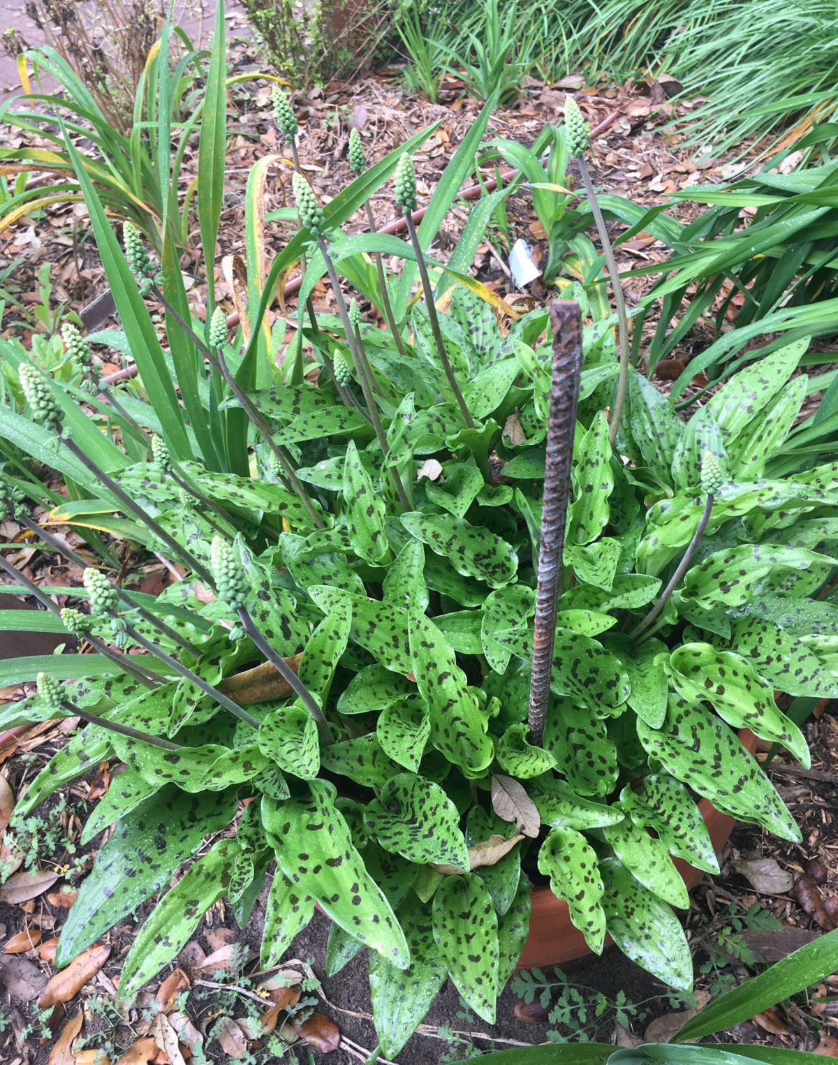 African False Hosta Not A Hosta At All Home And Garden