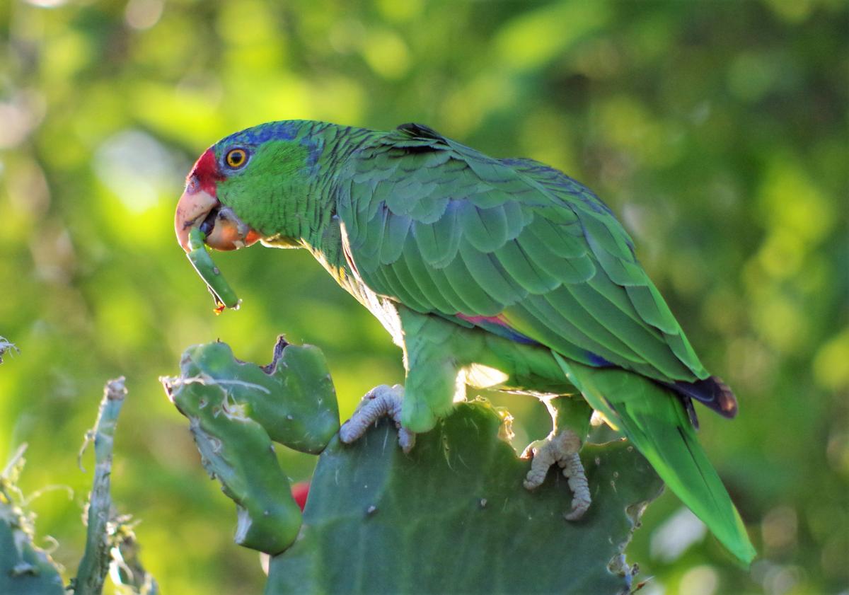 red crowned parrots wander into texas local news