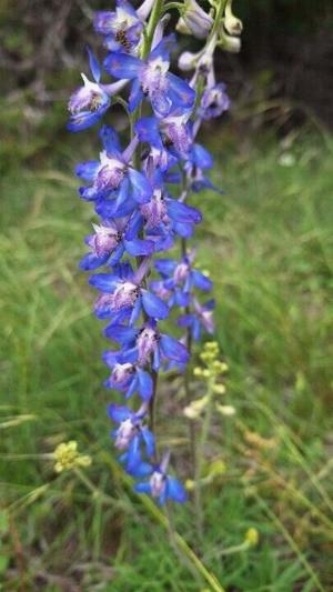 Larkspur is a symbol of a beautiful spirit