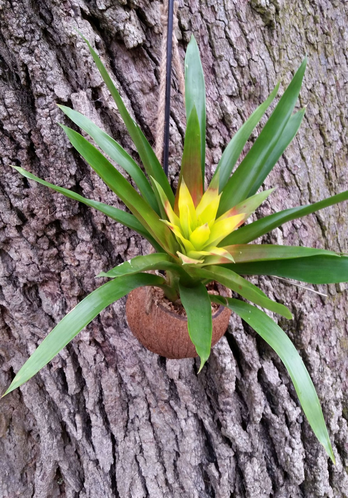 Gardeners Dirt Add A Touch Of The Tropics With Bromeliads Home And Garden Victoriaadvocate Com