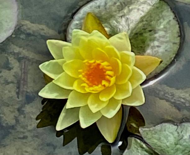 Texas Dawn  water lily