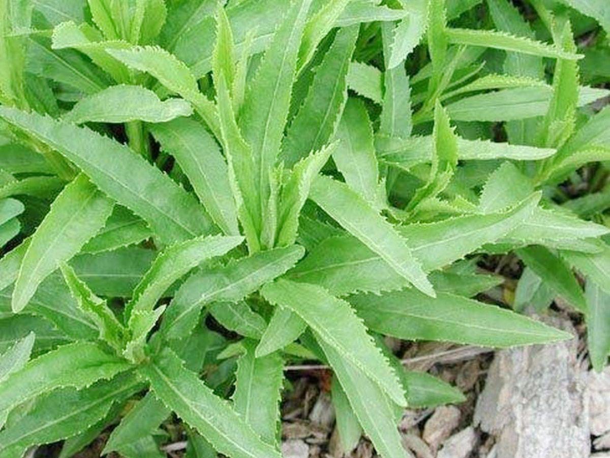Obedient plant - or is it? | Home And Garden ...
