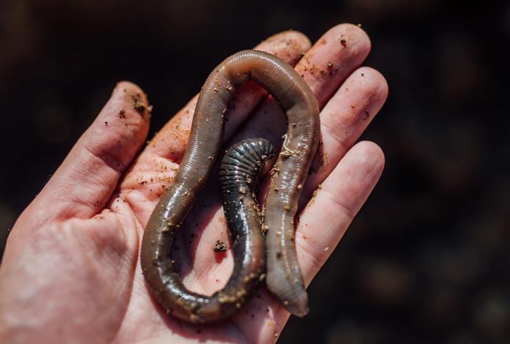 Earth's helpers: Earthworms add nutrients to soil