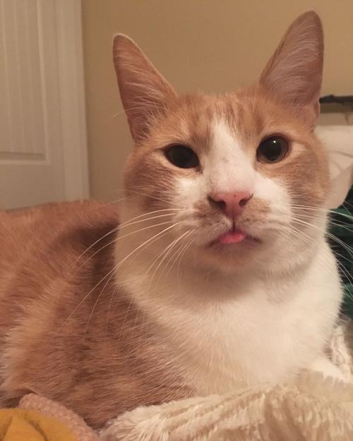Clementine sticking his tongue out