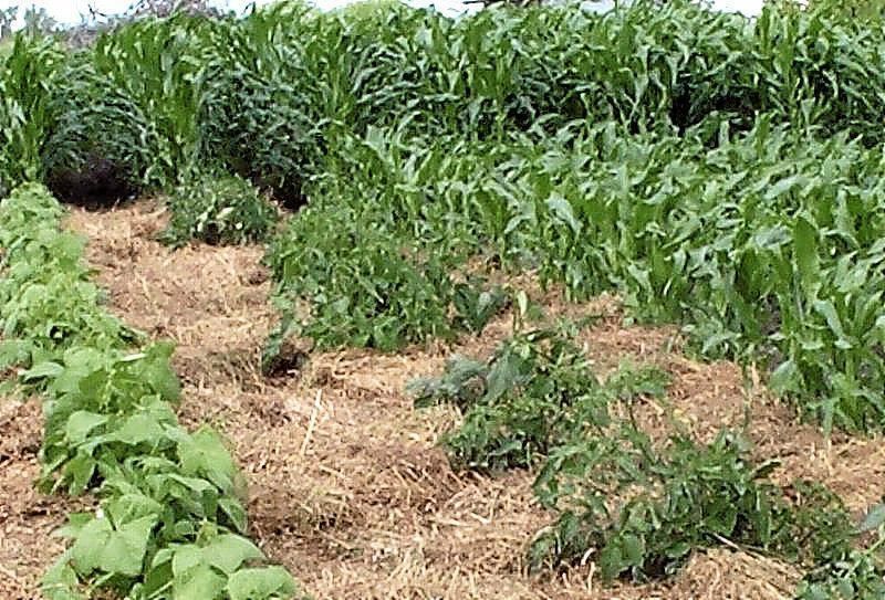 Gardeners Dirt Three Secrets To Successful Sweet Corn Home And