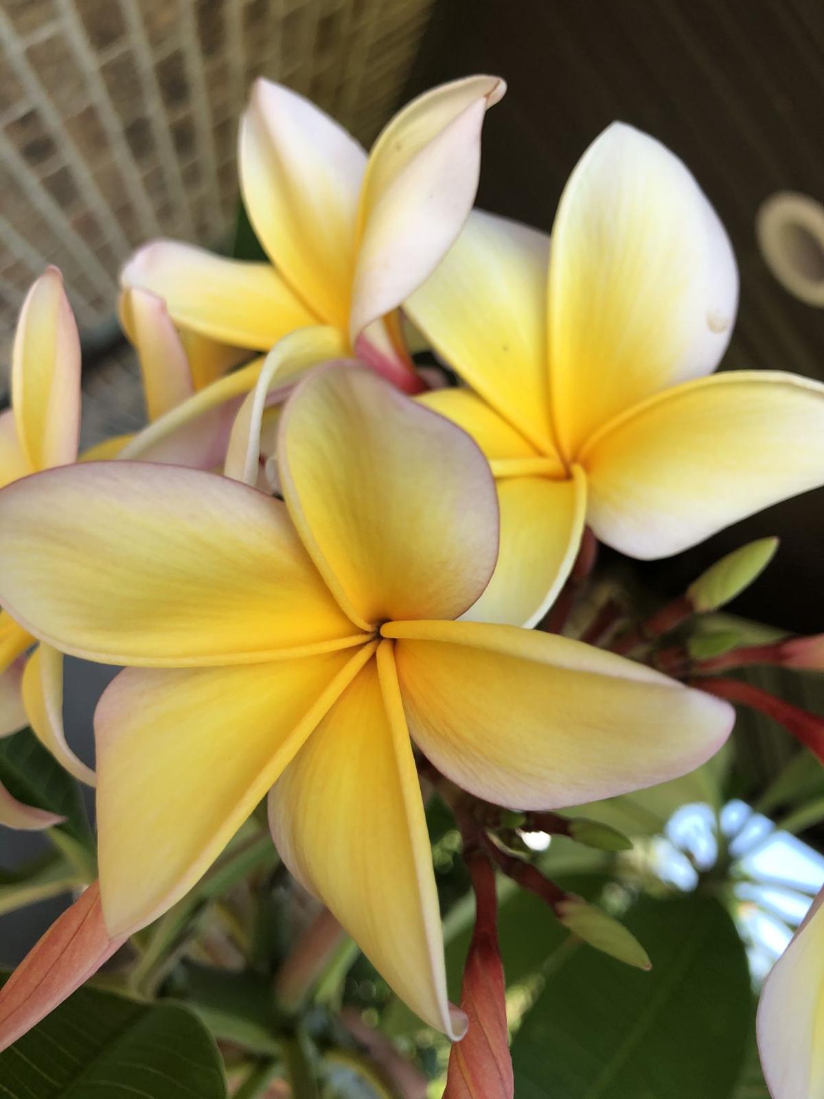 Gardens: Aloha