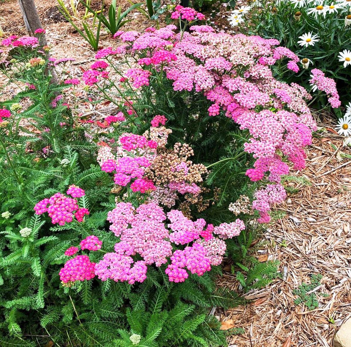 Pink yarrow plant information