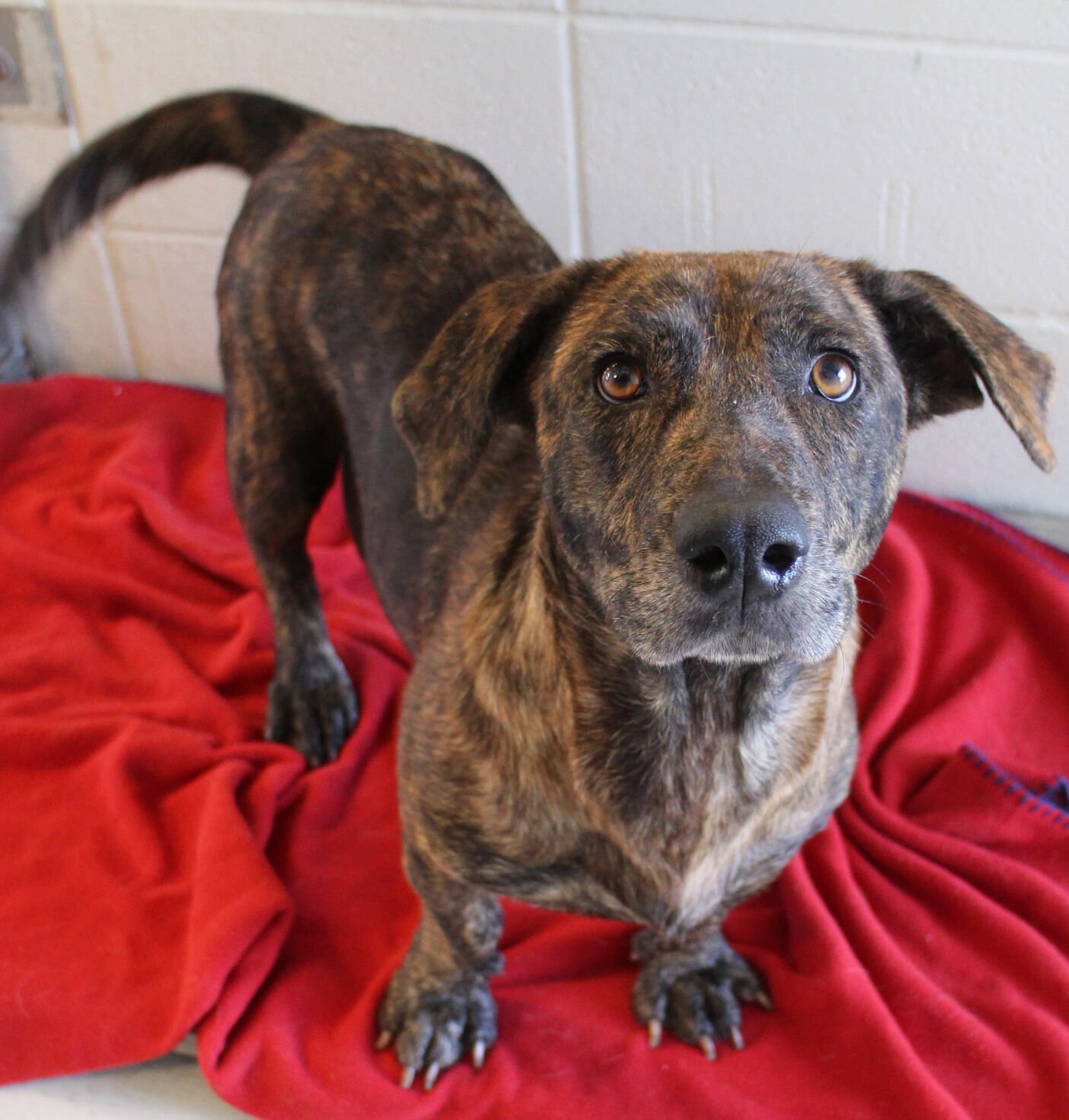 brindle basset hound mix