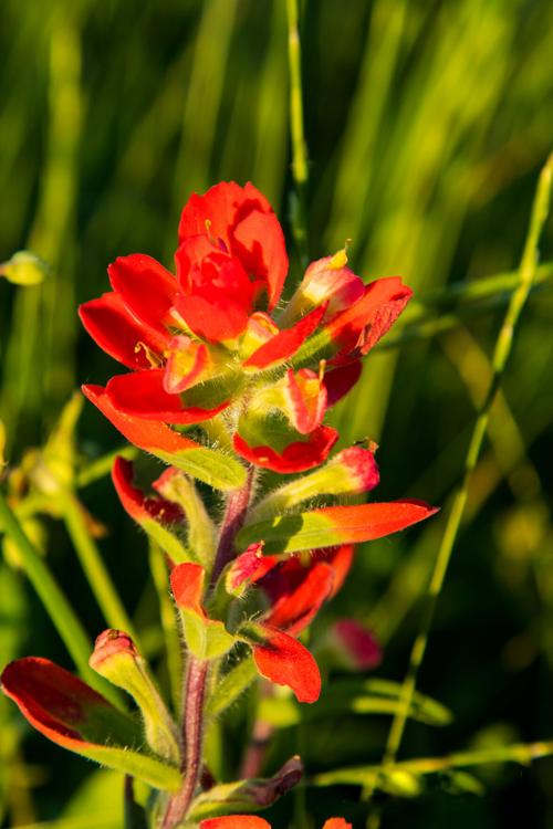 Wildflowers 2021: Indian paintbrush