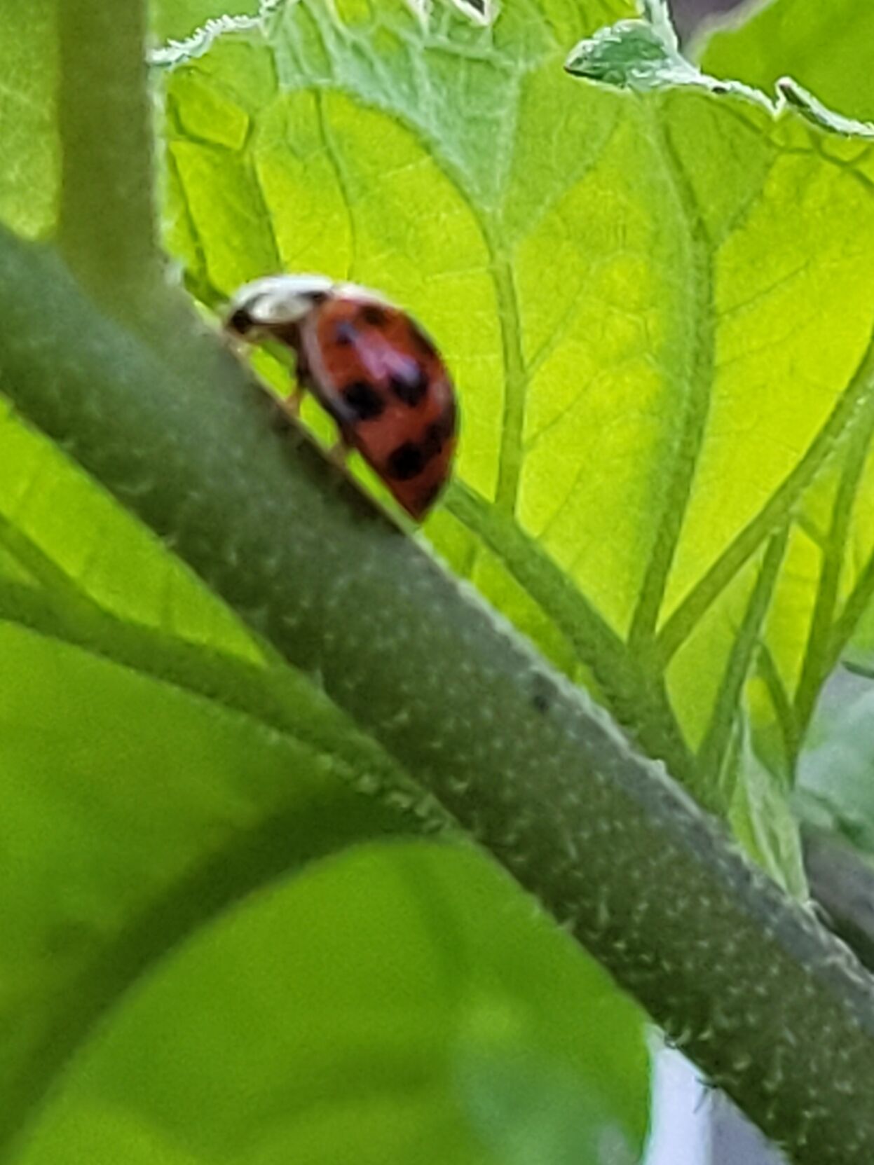 Lady bugs, lady birds or lady beetles?:Whatever you call them