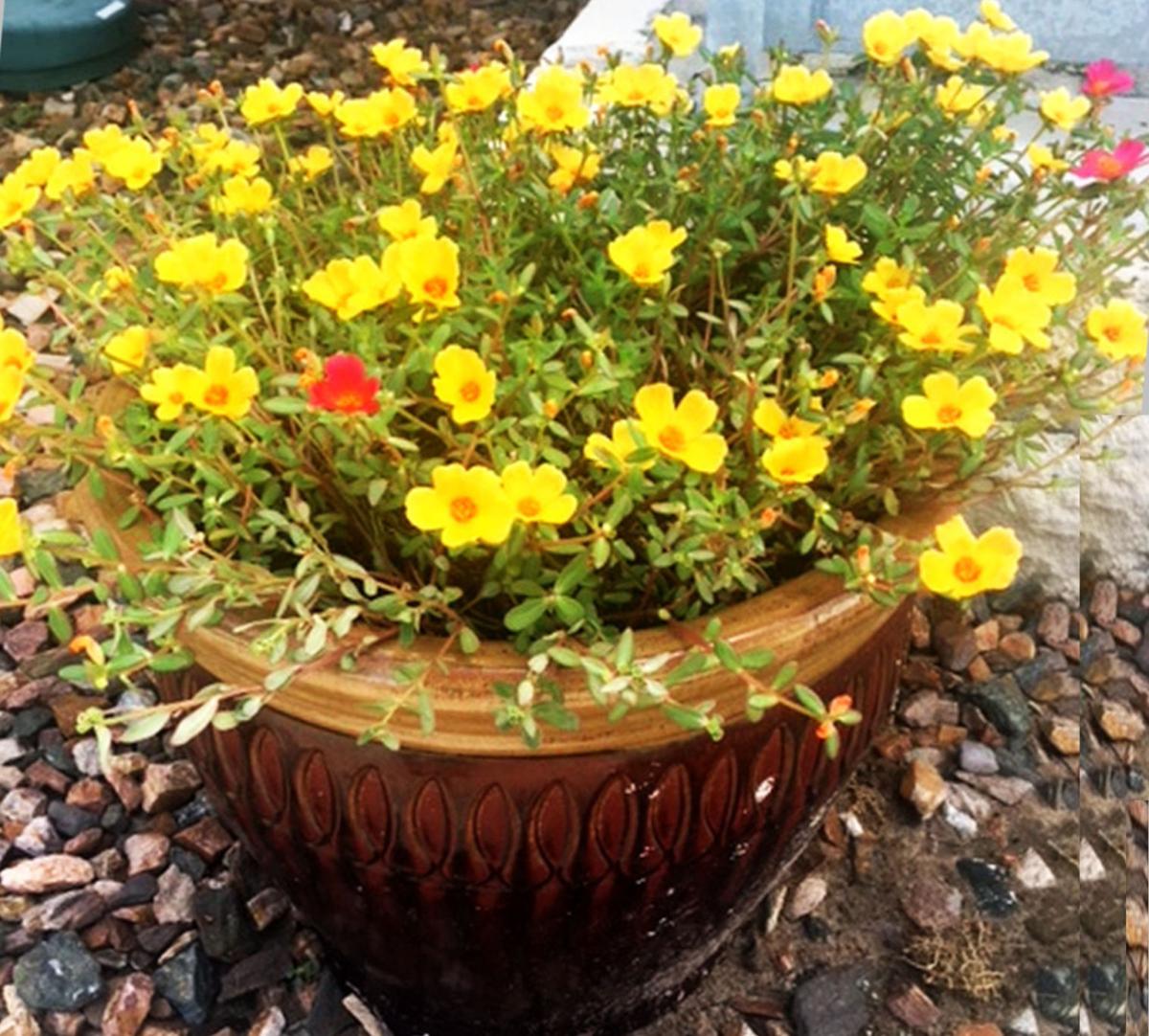 Is Purslane A Flowering Beauty Veggie Or Weed Home And Garden