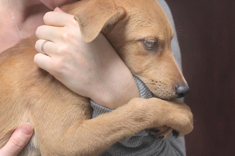 abandoned newborn found cuddling with puppies