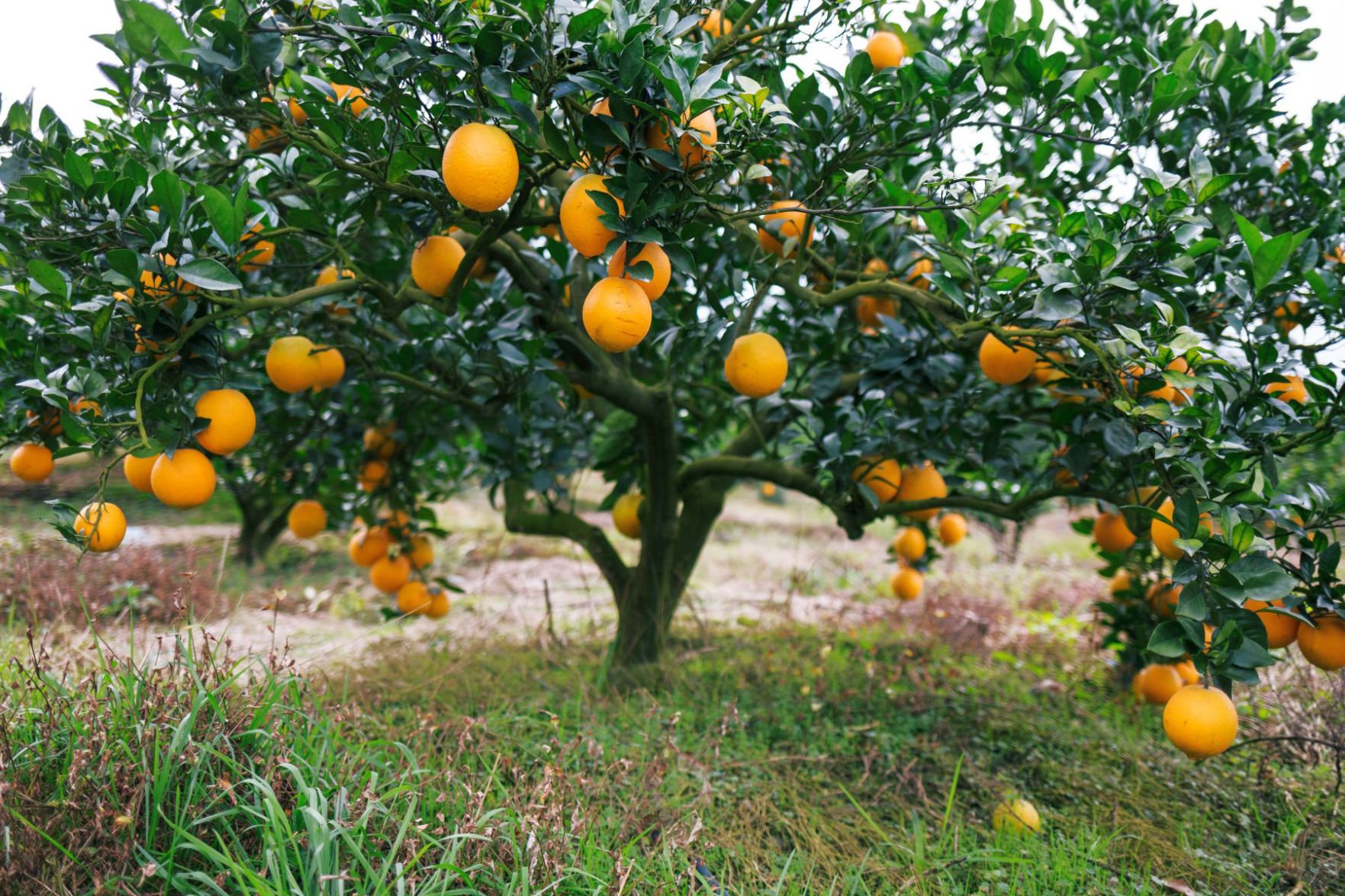 cutie orange trees for sale cutie orange trees for sale