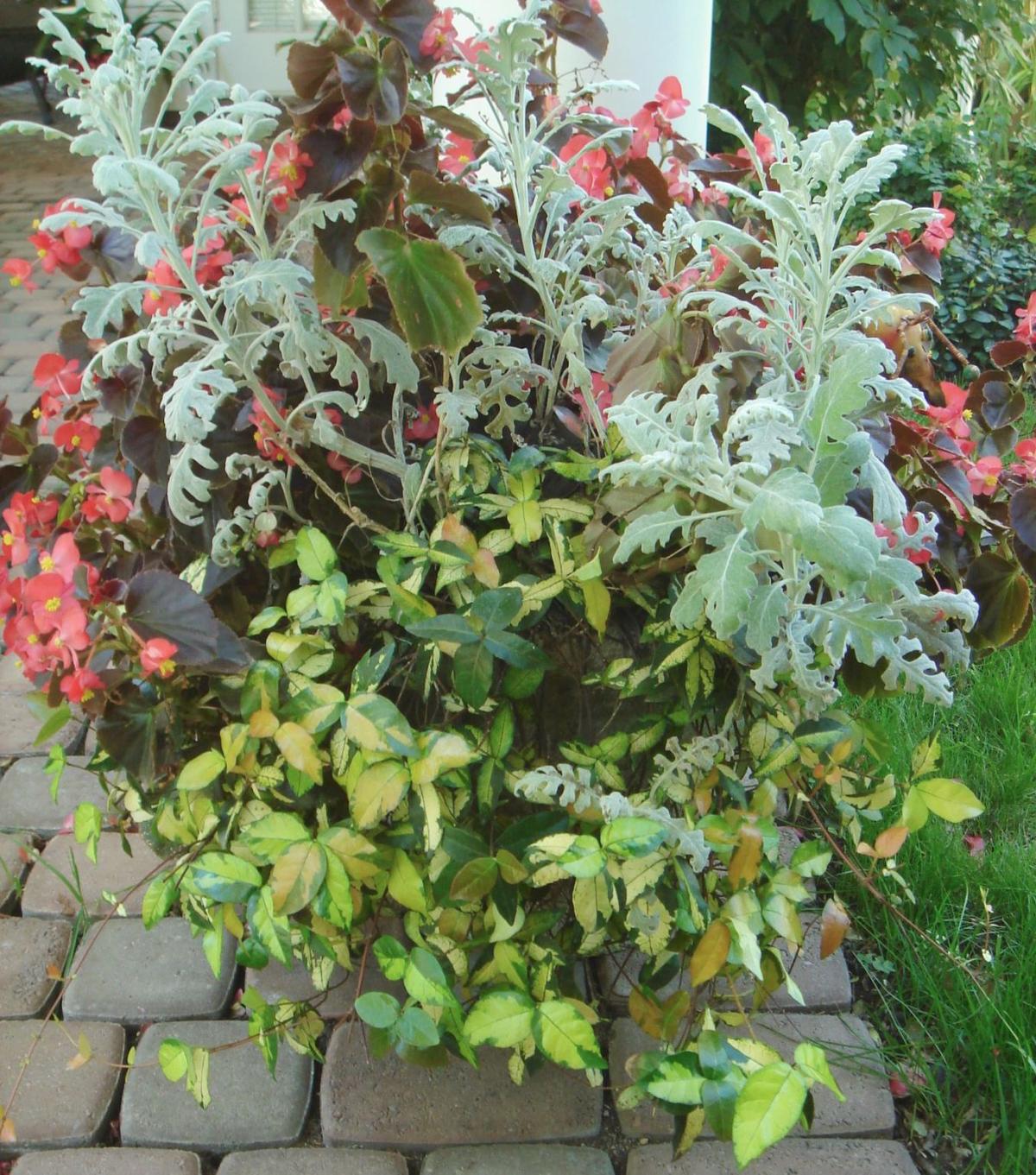 Summer Sunset Jasmine Brings Spring To Your Garden Home And Garden Victoriaadvocate Com