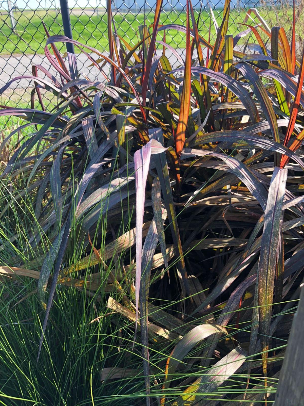 Coastal Prairie Gardens Home And Garden Victoriaadvocate Com