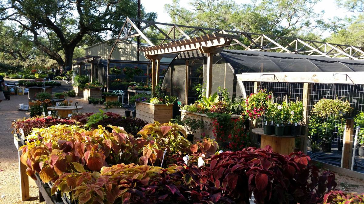 Gardeners Dirt Local Nursery Owner Has Lifelong Love Of Plants Gardeners Dirt Local Nursery Owner Has Lifelong Love Of Plants