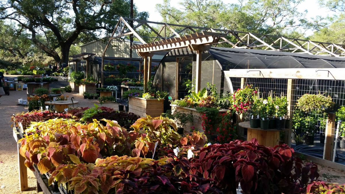 Gardeners Dirt Local Nursery Owner Has Lifelong Love Of Plants