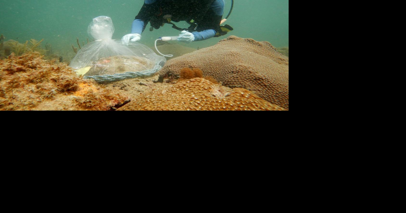 Probiotics could help save caribbean coral reefs from extinction