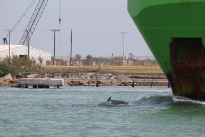 Texas Zoo wild dolphin project