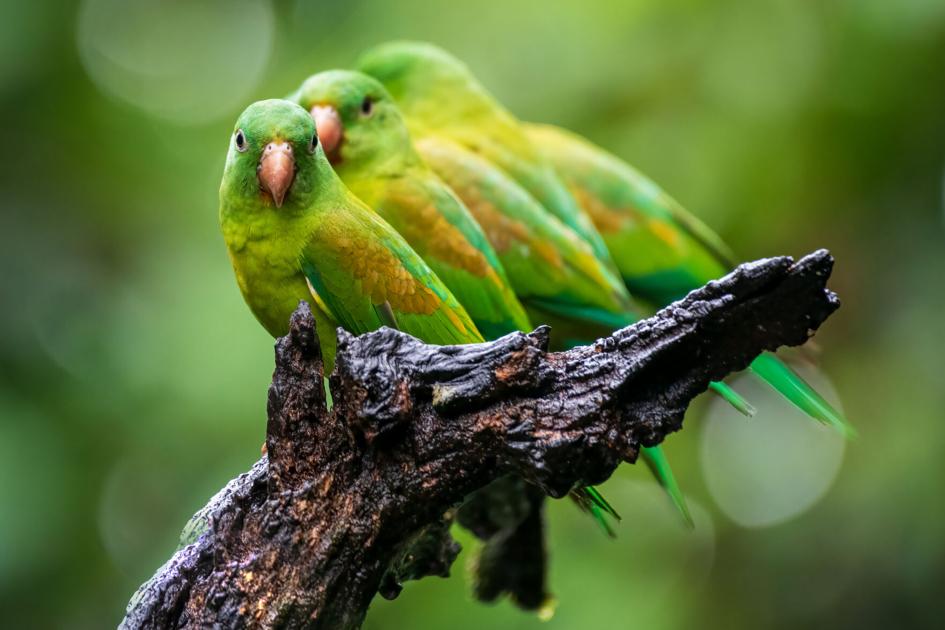 Local photographer discovers passion in documenting birds, nature |