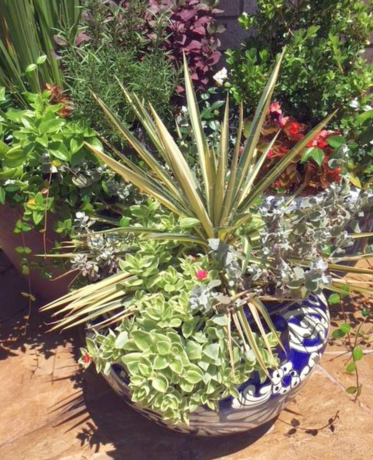 Container Gardening Dirt