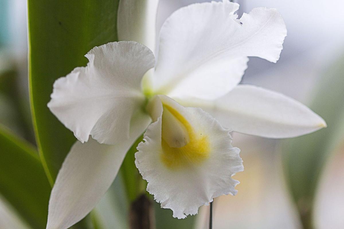 Orchids Exotic Romantic Beautifully Long Lasting Home And Garden Victoriaadvocate Com