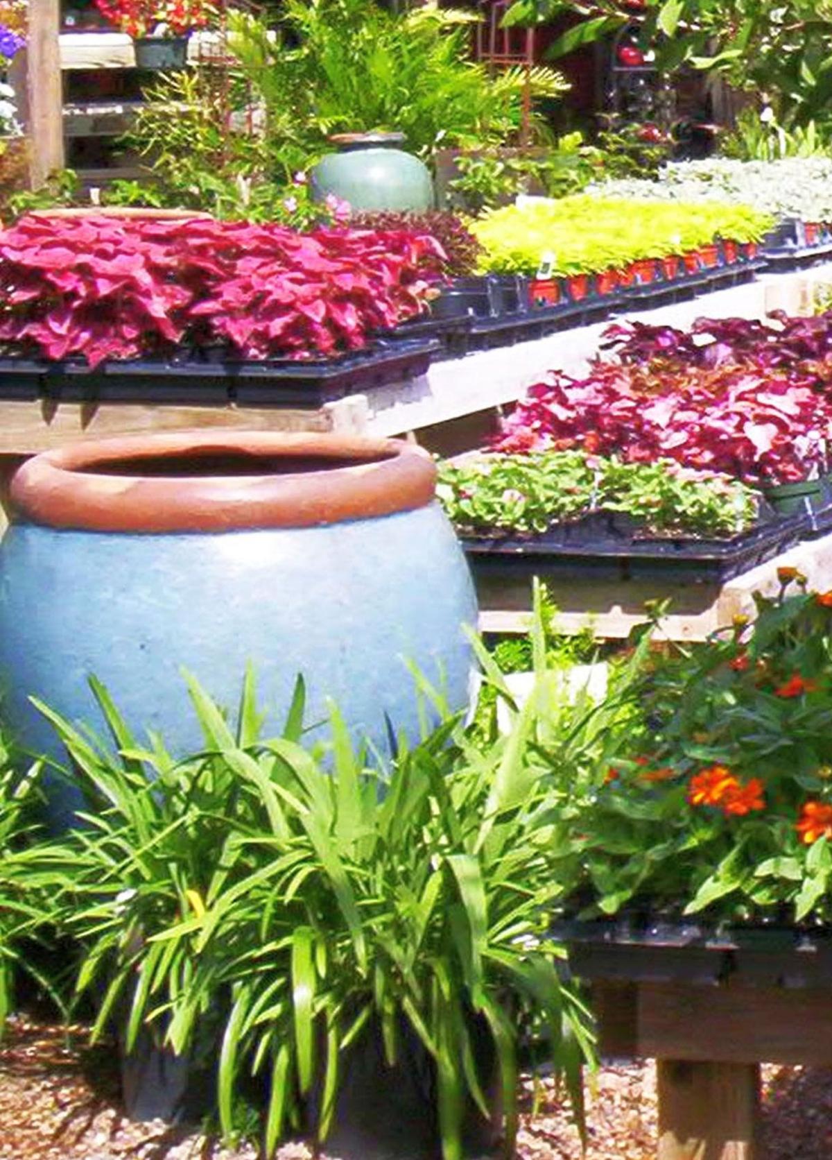 Sun Loving Plants Sun Loving Plants
