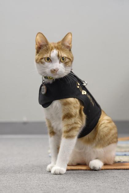 Port Lavaca Police Department Recruits Cat To Scratch Out Crime