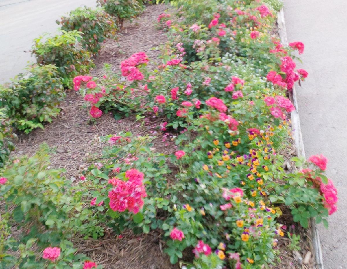 Drift Roses Area Carpet Of Color For Mother S Day Home And Garden Victoriaadvocate Com