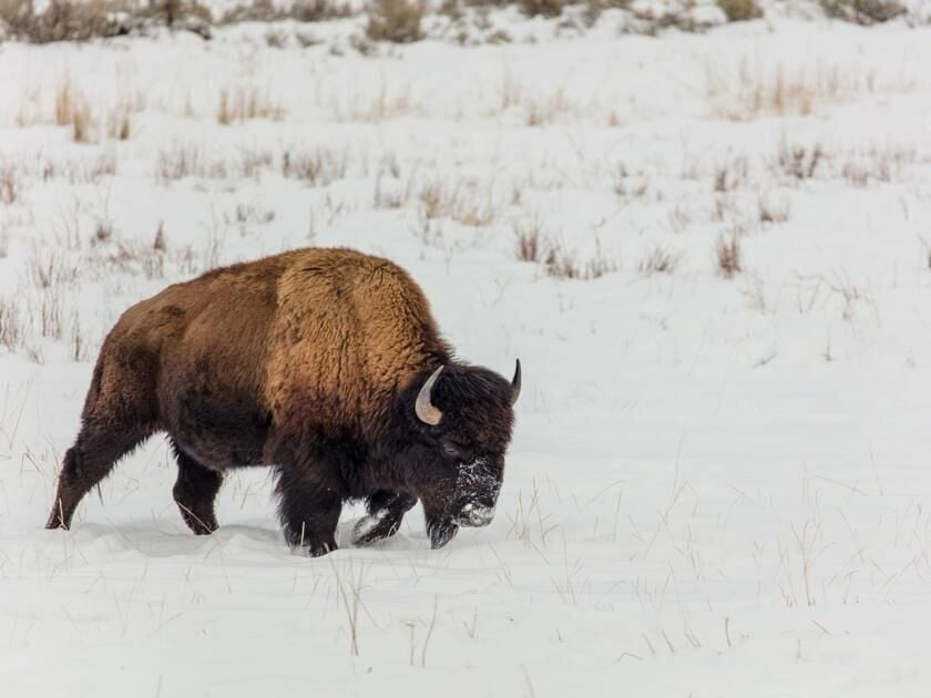 Chance To Hunt Bison On Blackfeet Reservation Opens To All With Lottery ...