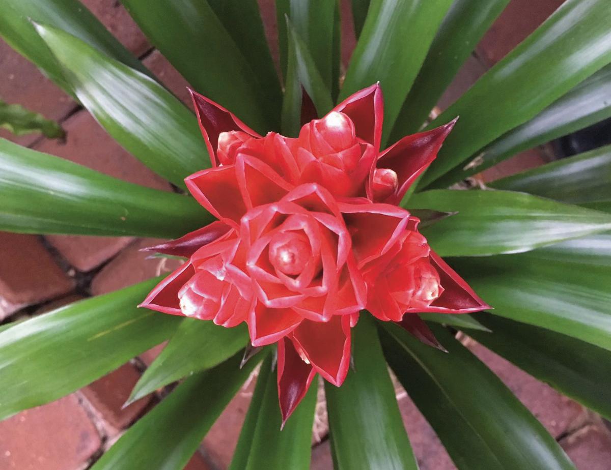 Bromeliads A special plant for that special someone