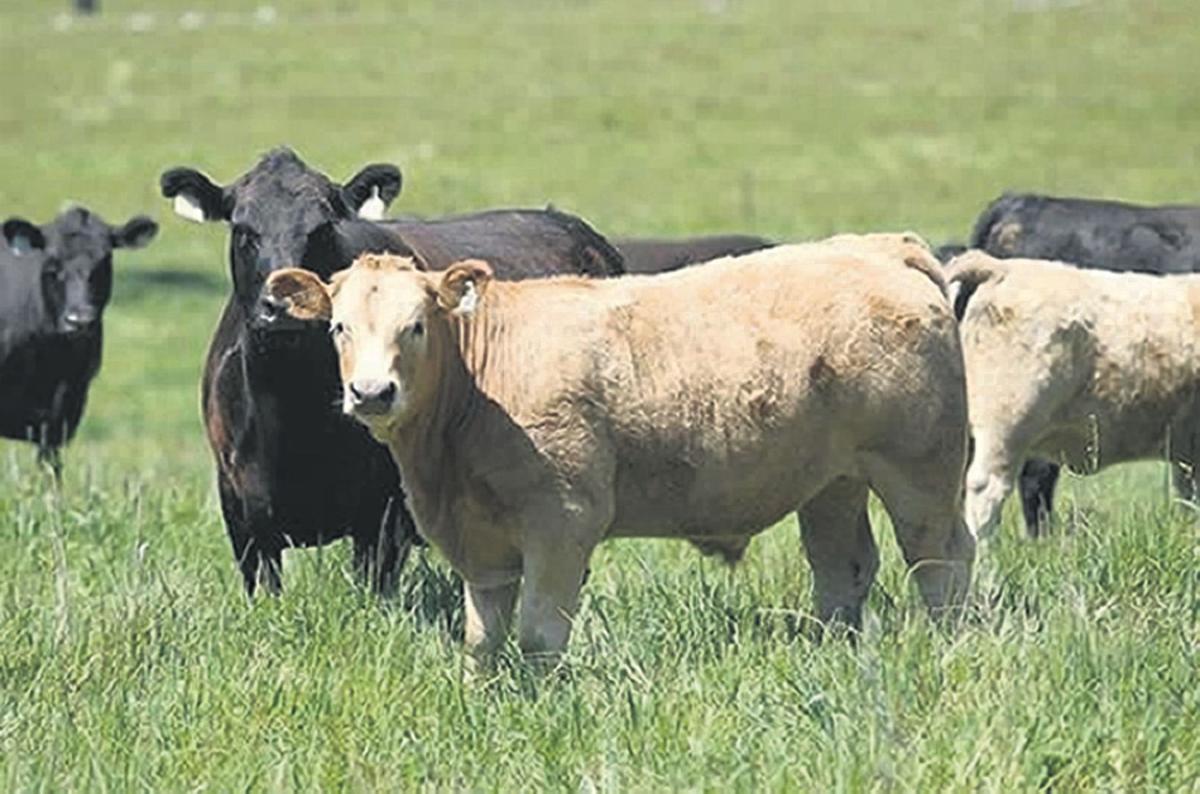 Producing An Ideal Feeder Calf Agriculture Victoriaadvocate Com