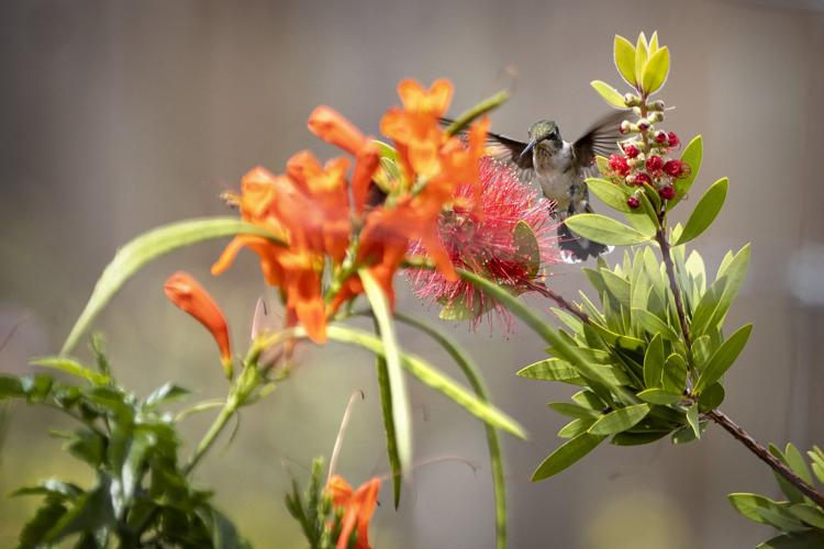 Folks flock to Rockport for hummingbird migration Local News