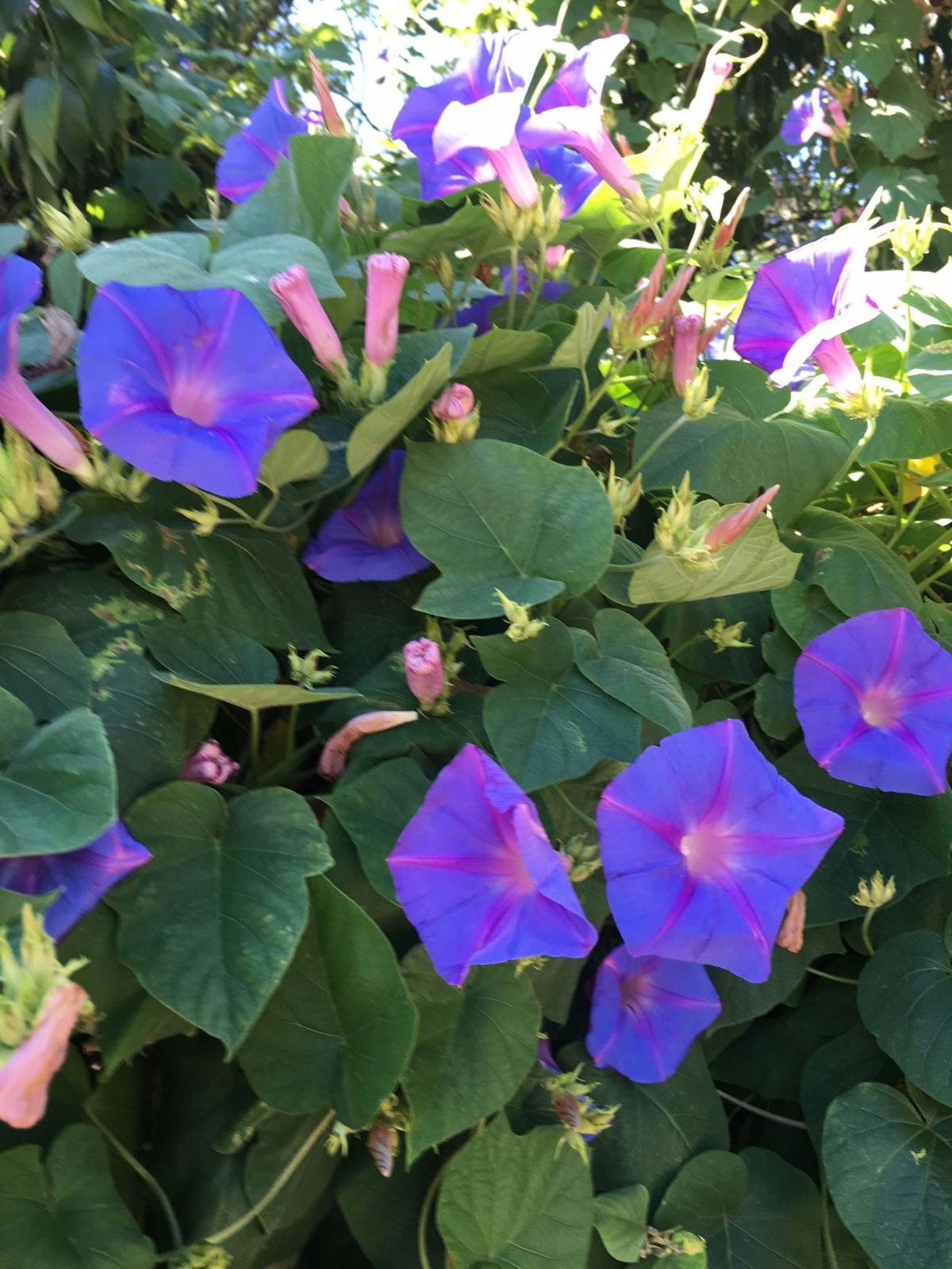 Good Morning Glories Home And Garden Victoriaadvocate Com The blooms of morning glory (ipomoea purpurea ) make the most of their one day of life, bursting with color and sweet fragrance in the morning sun. good morning glories home and garden