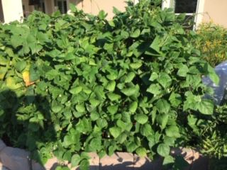 Gardens: Flower/Vegetable Garden