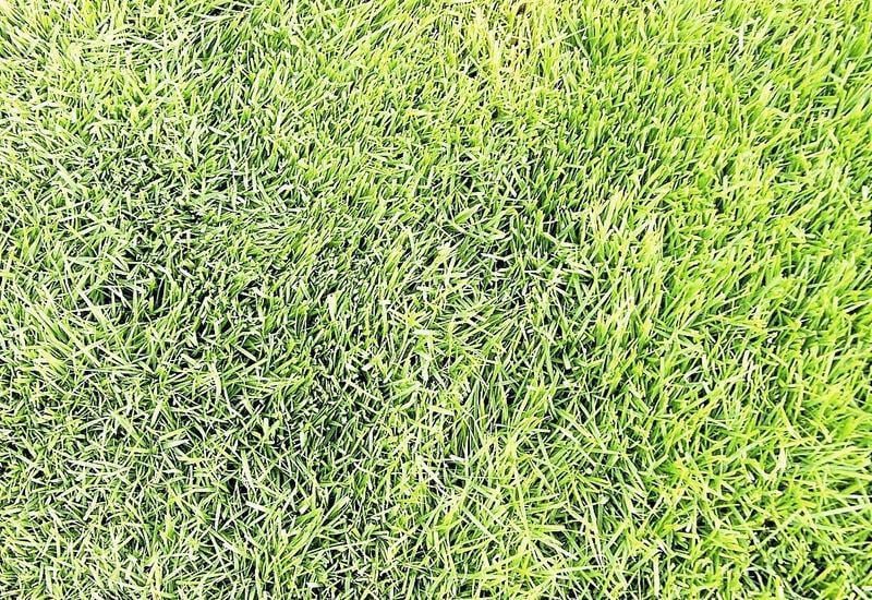 Gardeners Dirt Dense Shade Lush Lawns Are Generally Incompatible Home And Garden Victoriaadvocate Com
