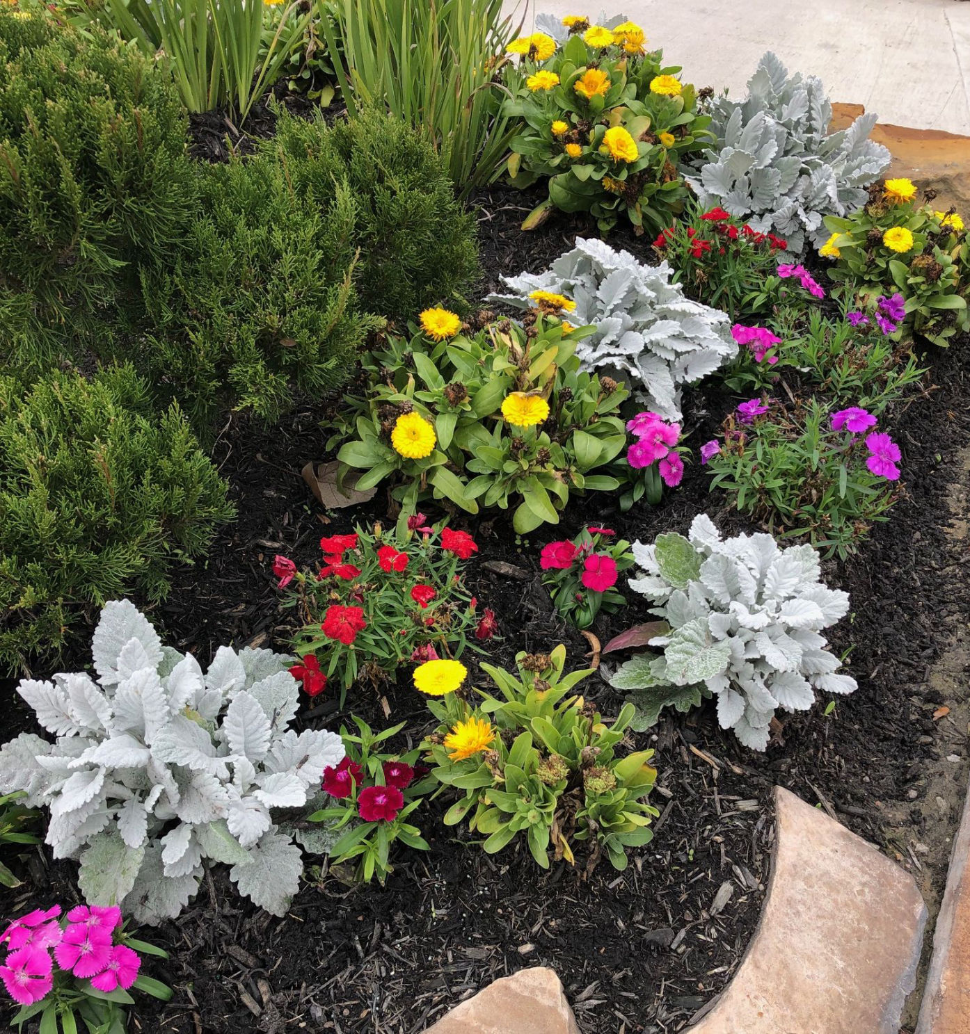 Landscaping dusty miller plant