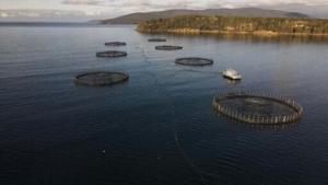 Dead salmon create election stink on Australian island