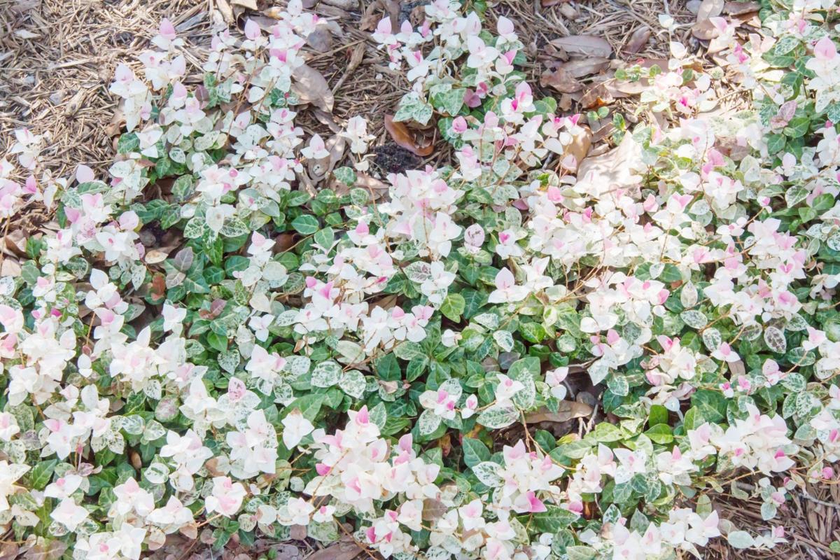 No Shoveling Required With Snow N Summer Jasmine Home And Garden Victoriaadvocate Com