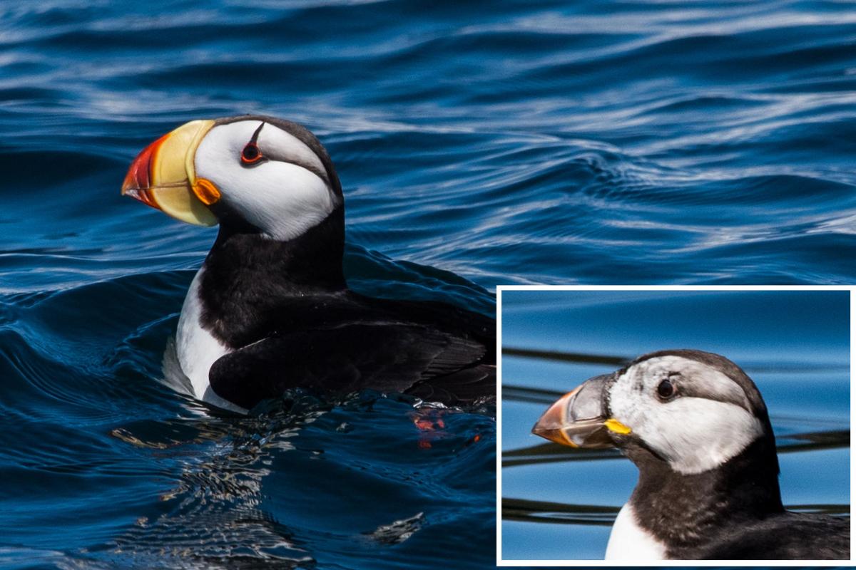 Flightless Sea Bird 3 Letters