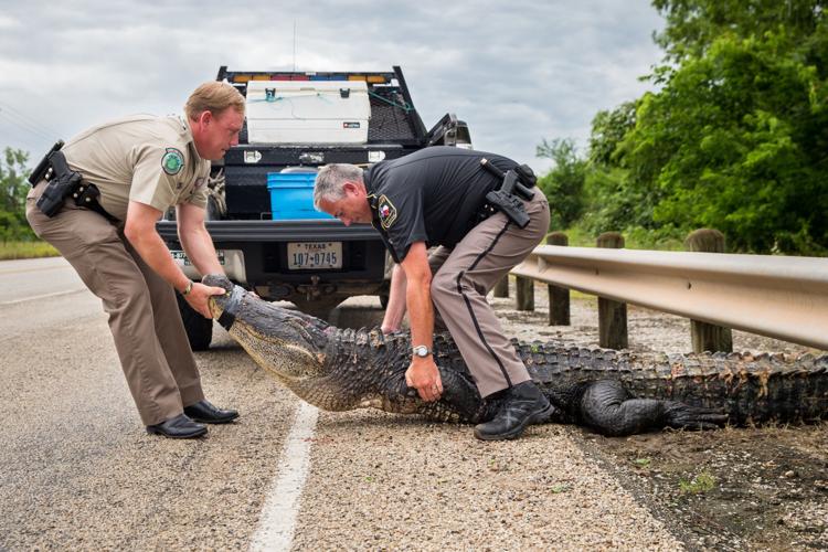 NC's First Sanctioned Alligator Hunt Ends With One Kill