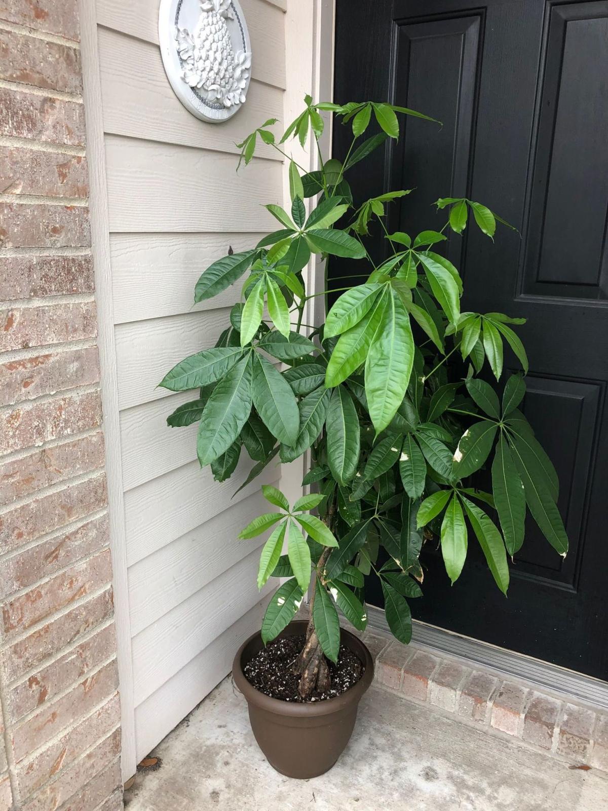 can i put money tree outside
