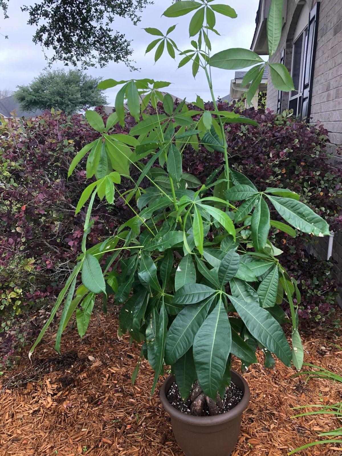 Money tree plant can bring good luck | Home And Garden ...