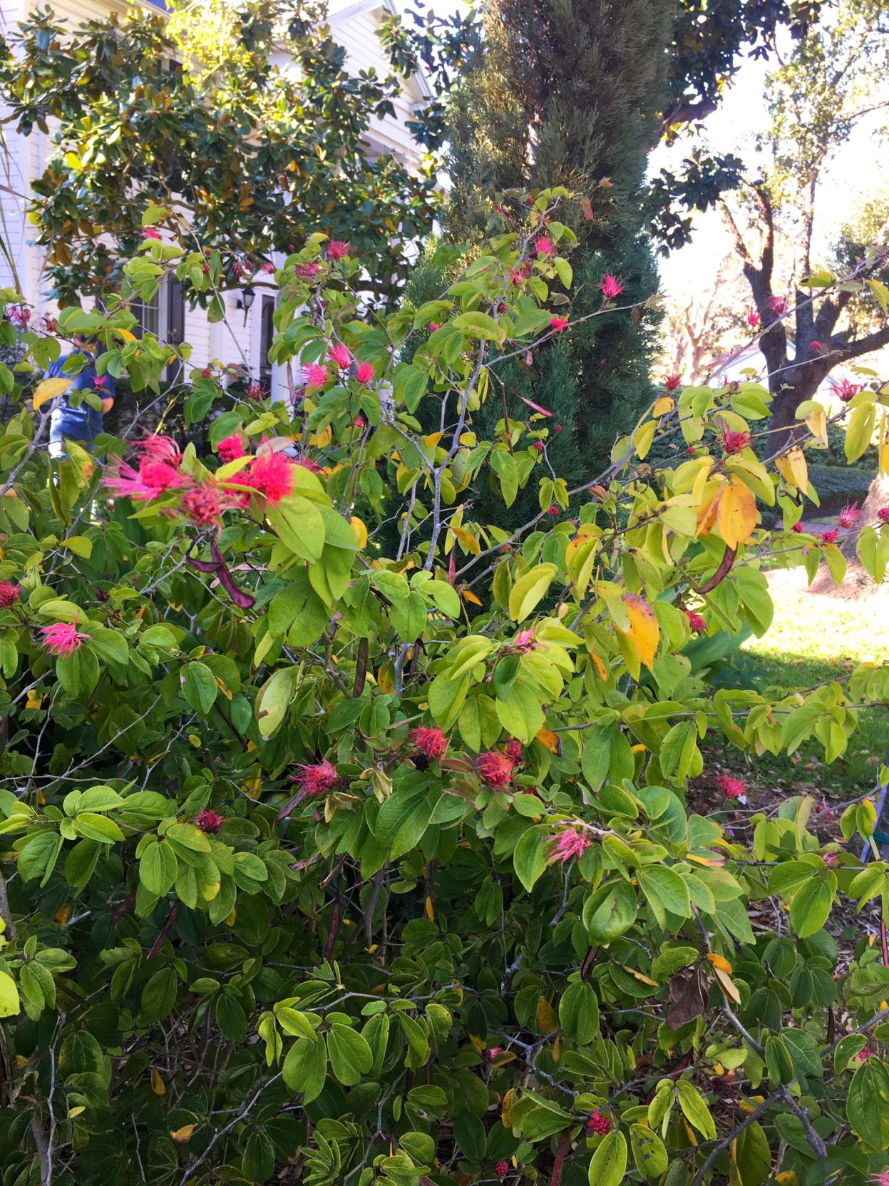 powder puff bush