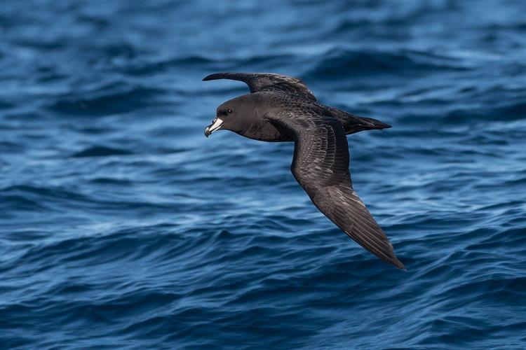 Pelagic birds live a life on the ocean, Local News